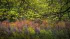 USA, West Virginia, New River Gorge National Park. Forest tree with spring foliage. Art Print